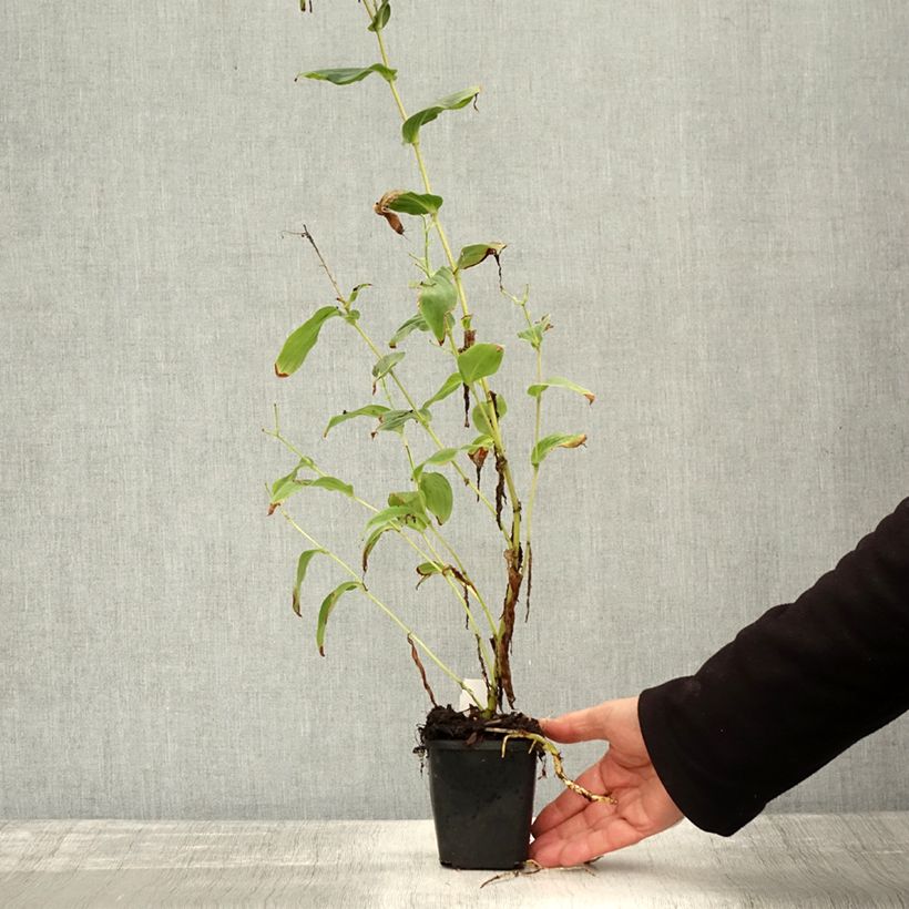 Esemplare di Tricyrtis formosana Vasetto da 8/9 cm come consegnato in autunno