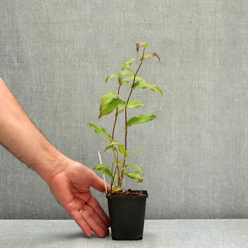Esemplare di Lis Orchidée - Tricyrtis hirta Raspberry Mousse Godet de 8/9 cm consegnato in estate