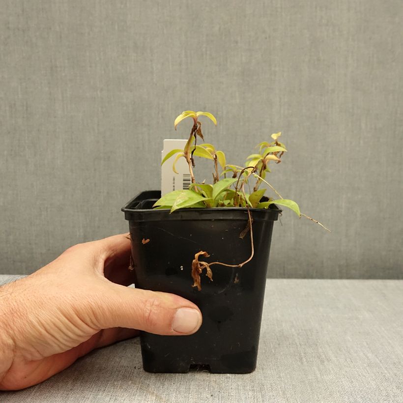 Esemplare di Tricyrtis hirta Taiwan Abdane Vaso da 1,5L/2L come consegnato in autunno