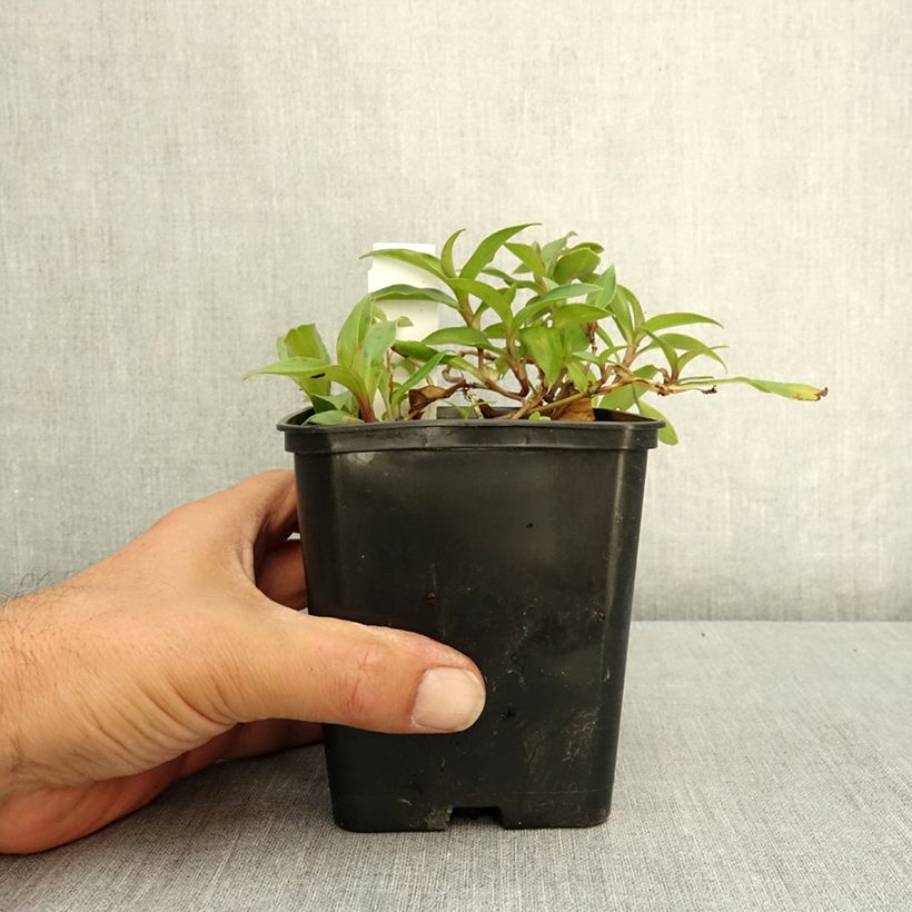 Esemplare di Tricyrtis hirta Taiwan Abdane Vaso da 1,5L/2L consegnato in estate