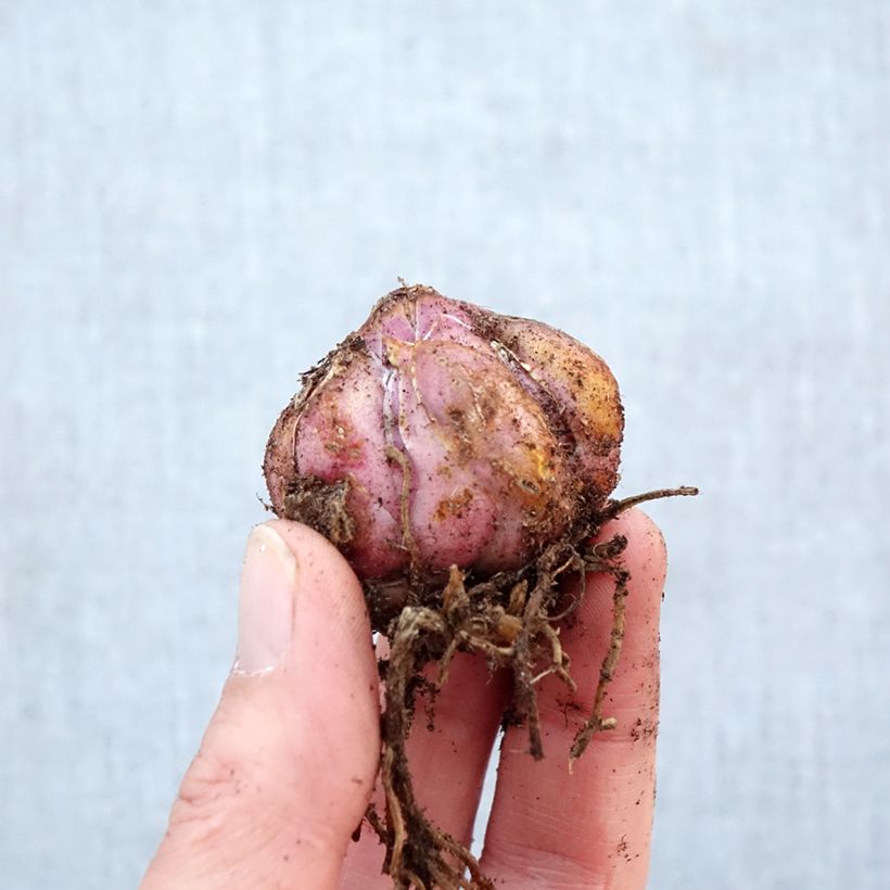 Lilium speciosum var. album Var. Album - Giglio giapponese Bulbo taglia 16+ esemplare consegnato in primavera