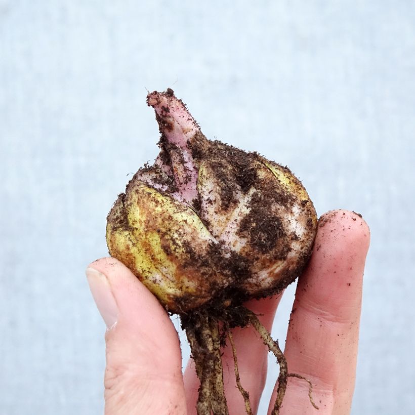 Giglio orientale ibrido Brasilia Bulbo taglia 16/18 esemplare consegnato in primavera