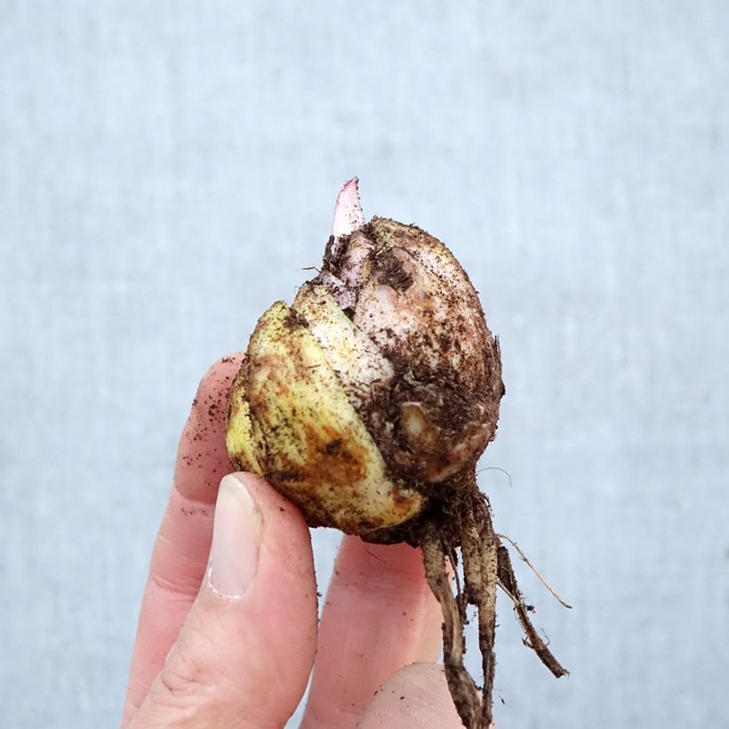 Giglio orientale ibrido Hocus Pocus Bulbo taglia 16/18 esemplare consegnato in primavera