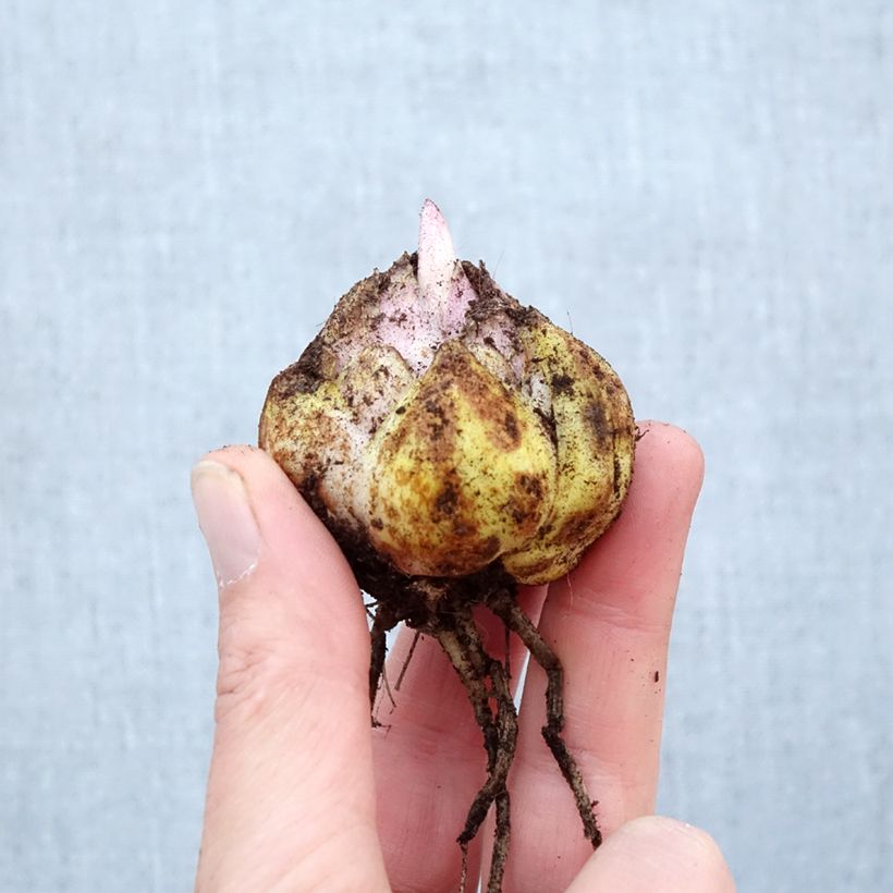 Giglio orientale ibrido Mistero Bulbo taglia 16/18 esemplare consegnato in primavera