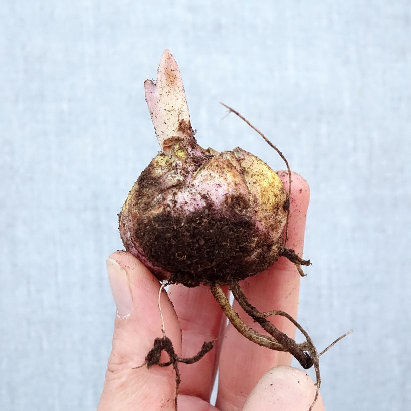 Giglio orientale ibrido Nesso Bulbo taglia 16/18 esemplare consegnato in primavera