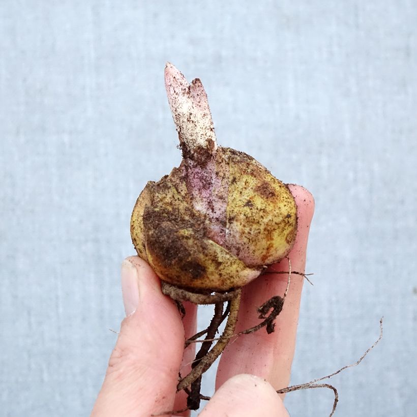 Giglio orientale Roselily Anouska Bulbo taglia 16/18 esemplare consegnato in primavera