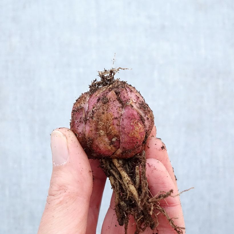 Giglio orientale ibrido Roselily Elena Bulbo taglia 16/18 esemplare consegnato in primavera