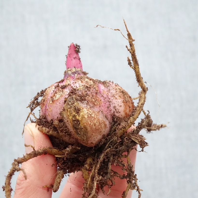 Giglio orientale ibrido Roselily Samuela Bulbo taglia 17/19 esemplare consegnato in primavera