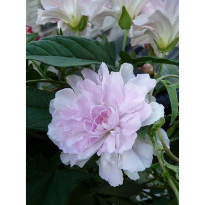 Calystegia hederacea Flore Pleno (Fioritura)