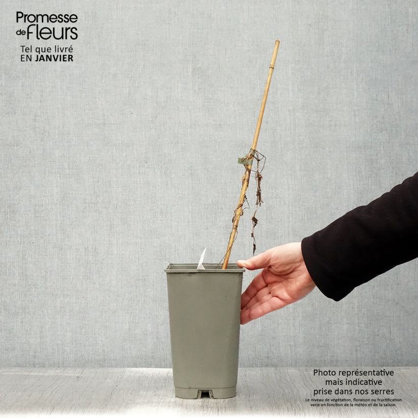 Calystegia hederacea Flore Pleno Vaso da 2L/3L esemplare consegnato in inverno