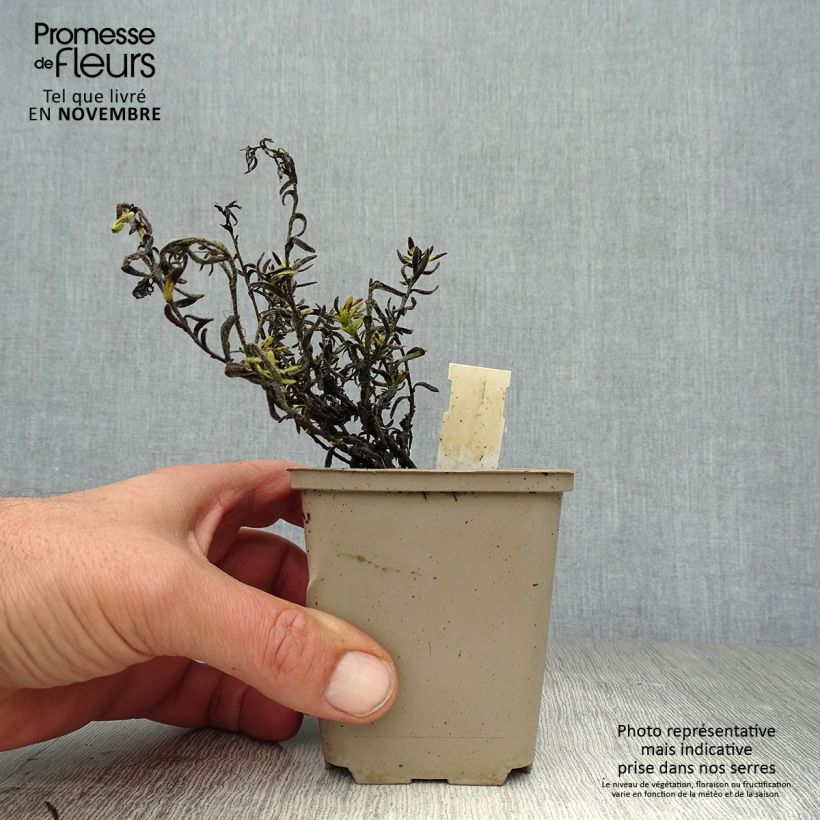 Esemplare di Lithodora diffusa Cambridge Blue Vasetto da 8/9 cm come consegnato in autunno
