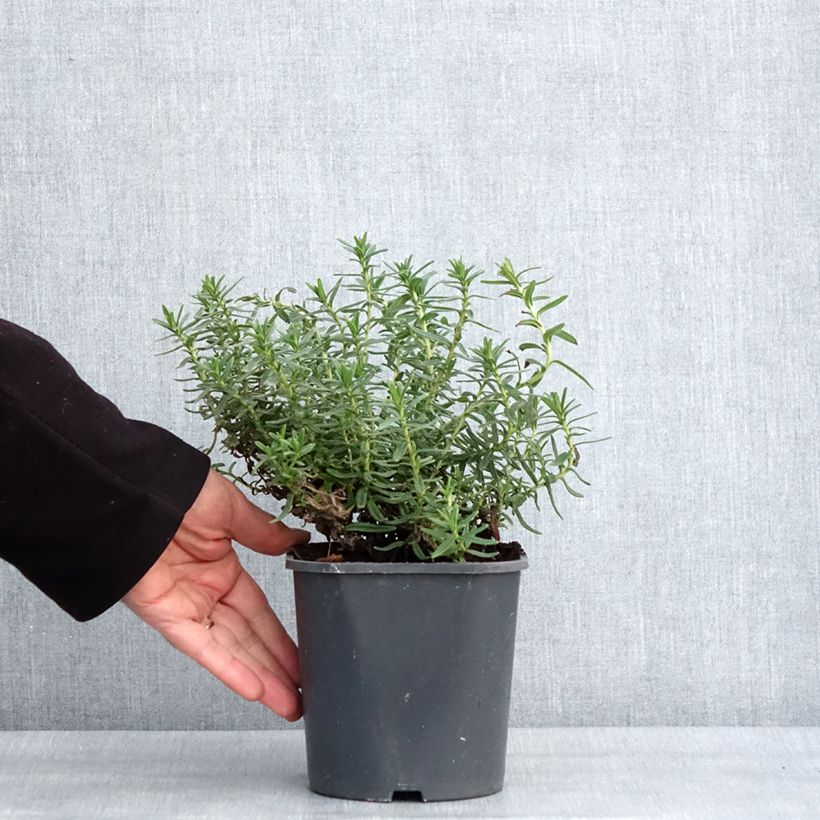 Lithodora diffusa Heavenly Blue Vaso da 2L/3L esemplare consegnato in inverno