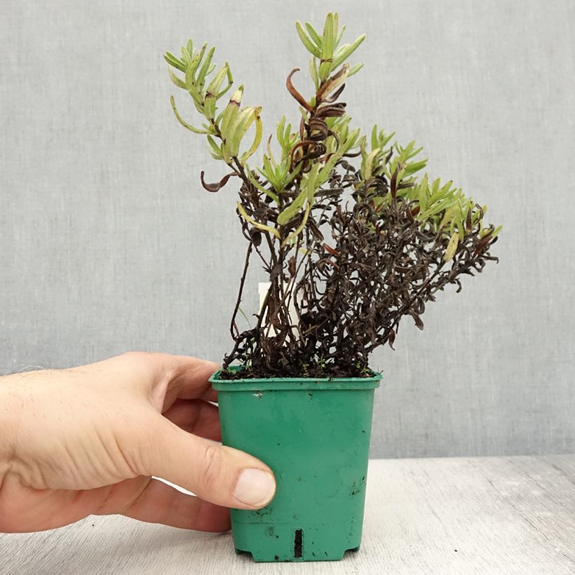 Esemplare di Lithodora diffusa Heavenly Blue Vasetto da 8/9 cm come consegnato in autunno