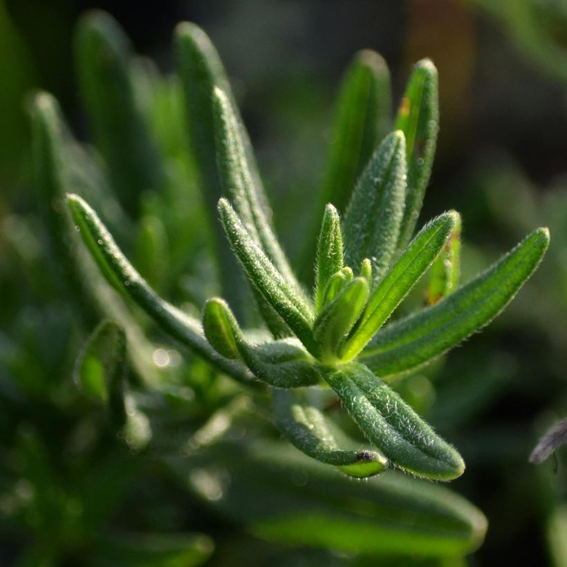 Lithodora diffusa Star (Fogliame)