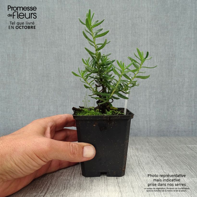 Esemplare di Lithodora diffusa Star Vasetto da 8/9 cm come consegnato in autunno