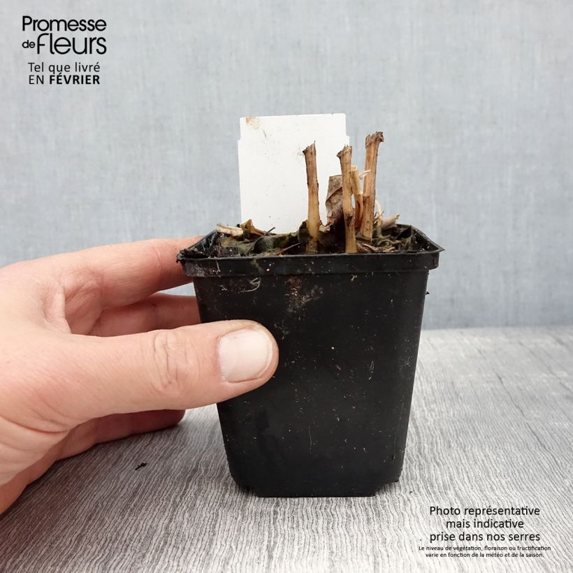 Lobelia cardinalis - Lobelia acquatica Vasetto da 8/9 cm esemplare consegnato in inverno