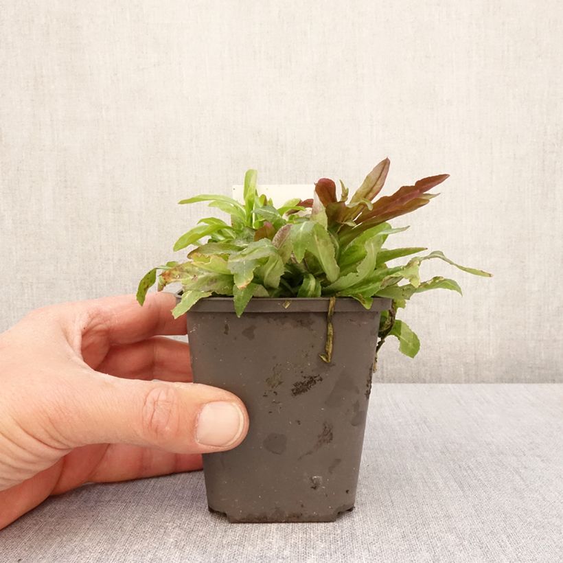 Lobelia cardinalis - Lobelia acquatica Vasetto da 8/9 cm esemplare consegnato in primavera