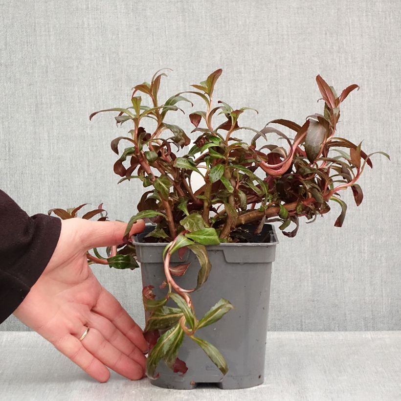 Esemplare di Lobelia Queen Victoria Vaso da 2L/3L come consegnato in autunno