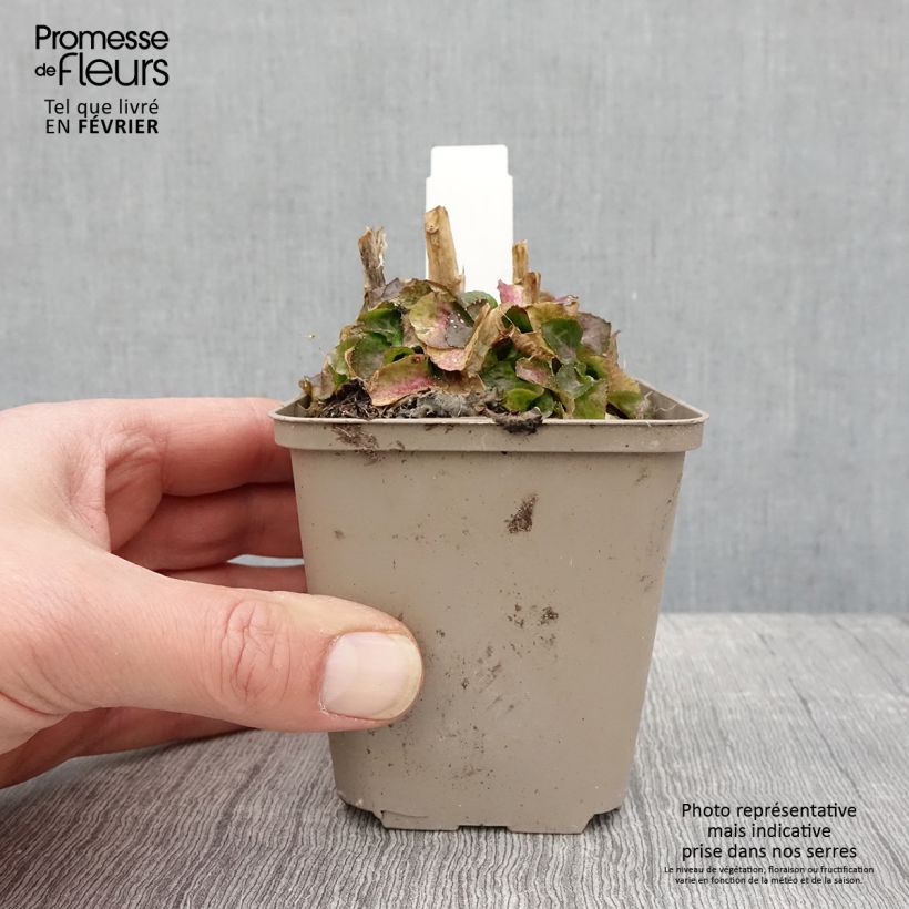 Lobelia Monet Moment Vasetto da 8/9 cm esemplare consegnato in inverno