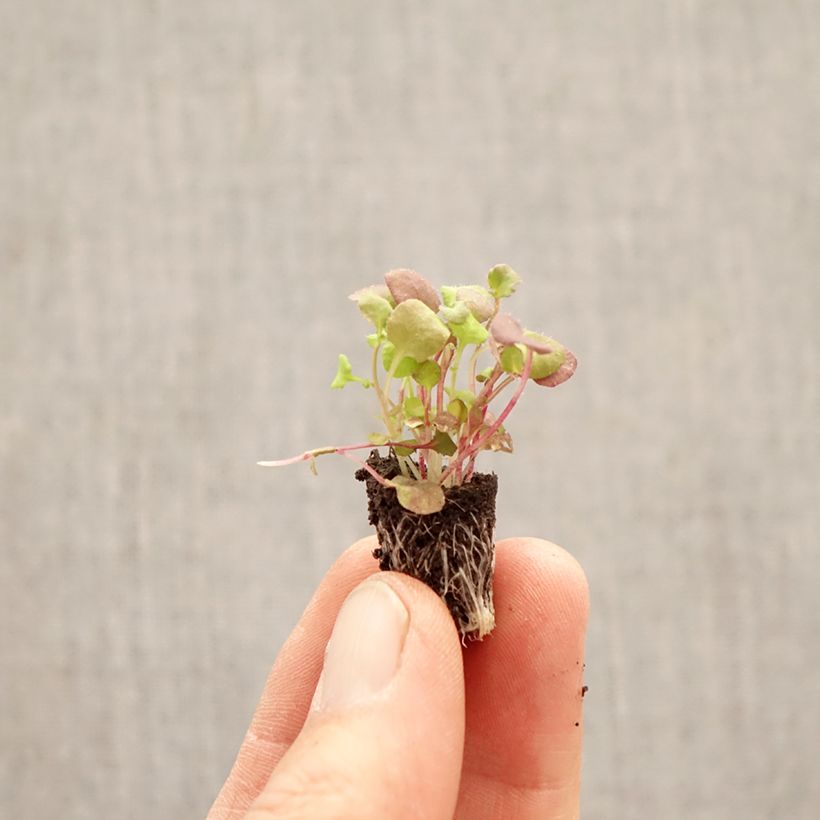 Lobelia Regatta Mix Mini zolla Ø 1,5/2,5 cm esemplare consegnato in primavera
