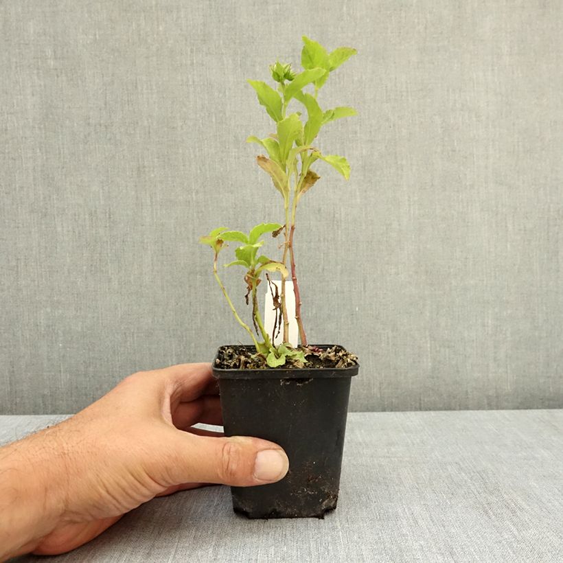 Esemplare di Lobelia sessilifolia Godet de 8/9 cm consegnato in estate