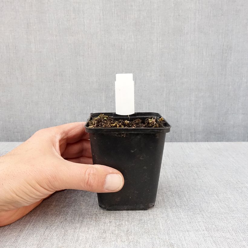 Lobelia sessilifolia Vasetto da 8/9 cm esemplare consegnato in primavera