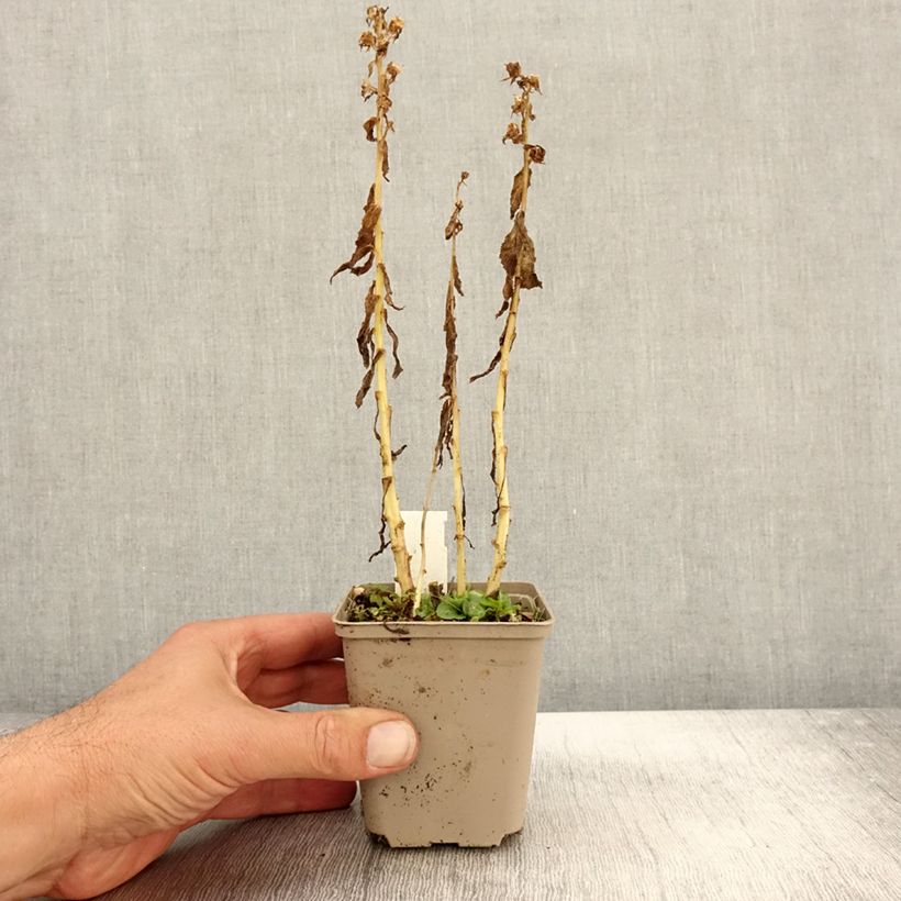 Esemplare di Lobelia siphilitica Alba Vasetto da 8/9 cm come consegnato in autunno