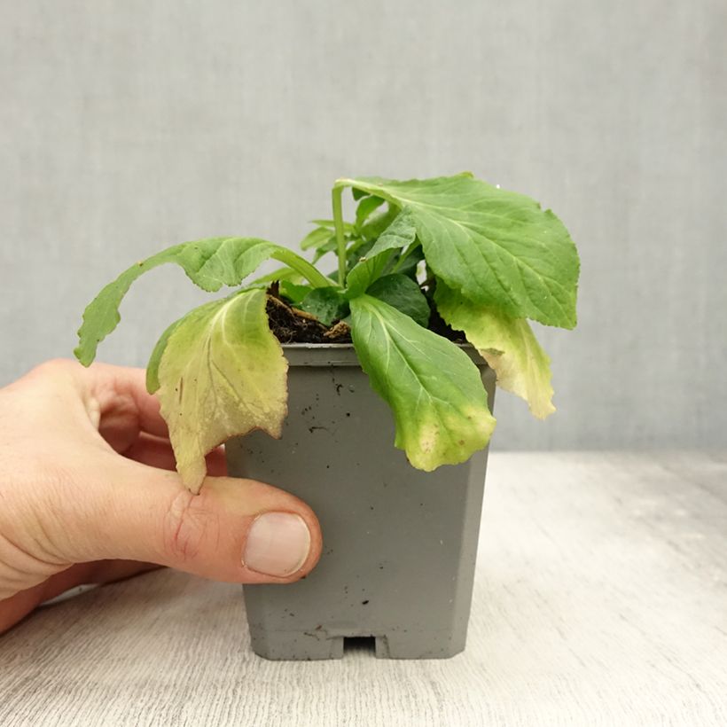 Esemplare di Lobelia siphilitica Vasetto da 8/9 cm come consegnato in autunno