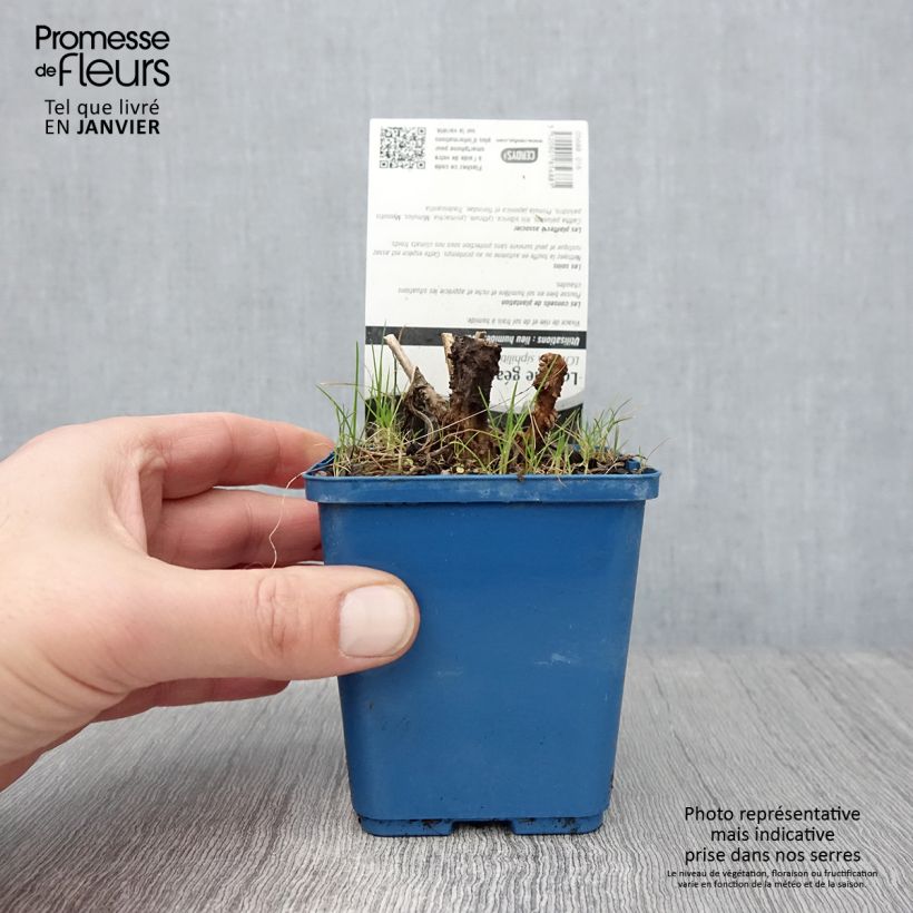 Lobelia siphilitica Vasetto da 8/9 cm esemplare consegnato in inverno