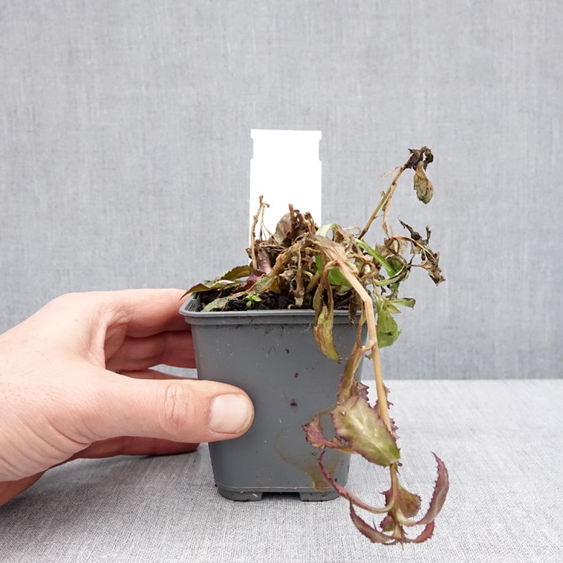 Lobelia Fan Salmon Vasetto da 8/9 cm esemplare consegnato in inverno