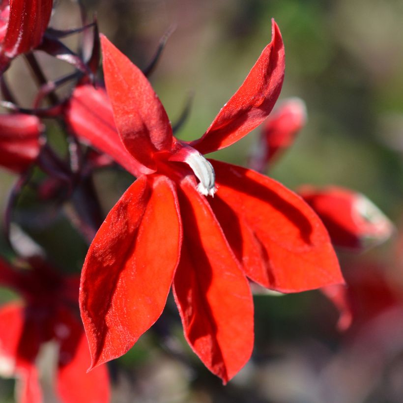 Lobelia Starship Scarlet (Fioritura)