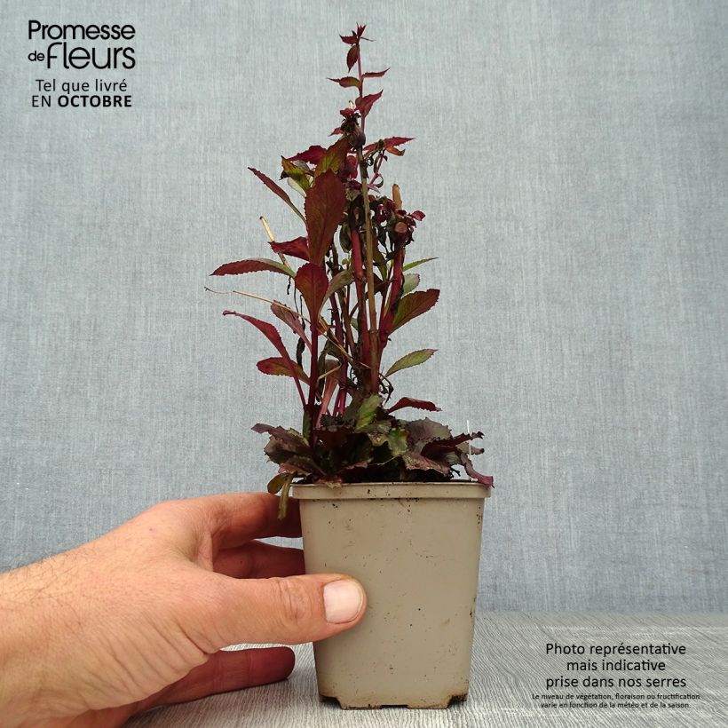 Esemplare di Lobelia Starship Scarlet Vasetto da 8/9 cm come consegnato in autunno