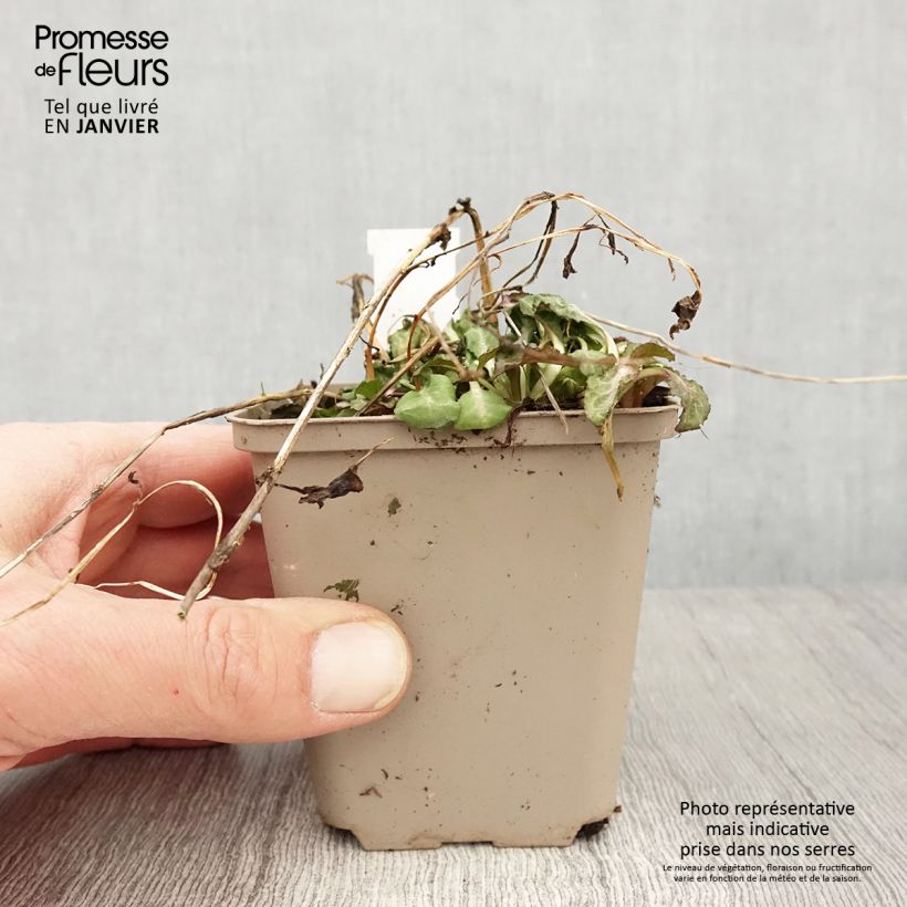 Lobelia Starship Scarlet Vasetto da 8/9 cm esemplare consegnato in inverno