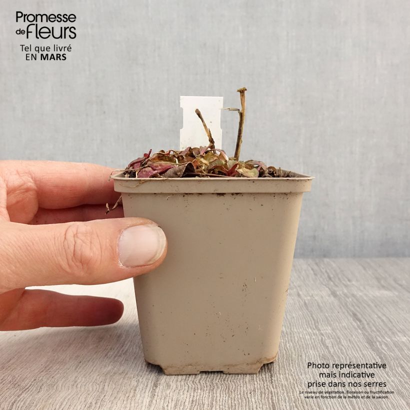 Lobelia Starship Scarlet Vasetto da 8/9 cm esemplare consegnato in primavera