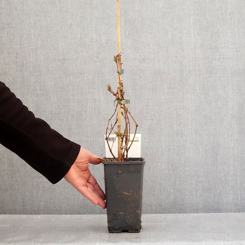 Mirtillo siberiano - Altaj Vaso da 1,5L/2L, A cespuglio esemplare consegnato in inverno