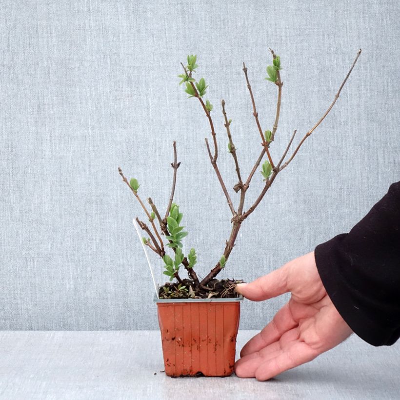 Mirtillo siberiano - Blue Velvet Vasetto da 8/9 cm esemplare consegnato in primavera