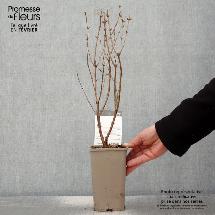 Mirtillo siberiano - Martin Vaso da 1,5L/2L, A cespuglio esemplare consegnato in inverno