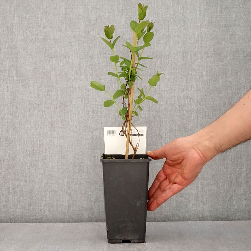 Mirtillo siberiano - Martin Vaso da 1,5L/2L, A cespuglio esemplare consegnato in primavera