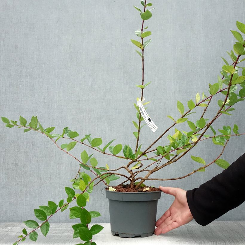 Esemplare di Lonicera fragrantissima - Caprifoglio odoroso Vaso da 2L/3L come consegnato in autunno