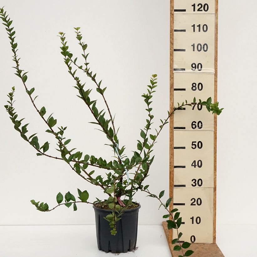 Esemplare di Lonicera fragrantissima - Caprifoglio odoroso Vaso da 7,5L/10L come consegnato in autunno