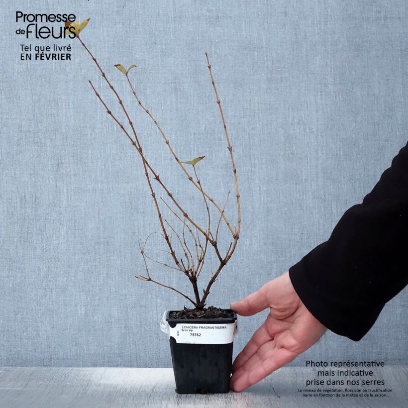 Lonicera fragrantissima - Caprifoglio odoroso Vasetto da 8/9 cm esemplare consegnato in inverno