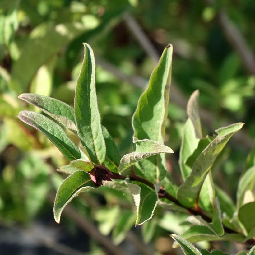 Lonicera involucrata var. ledebourii - Caprifoglio (Fogliame)