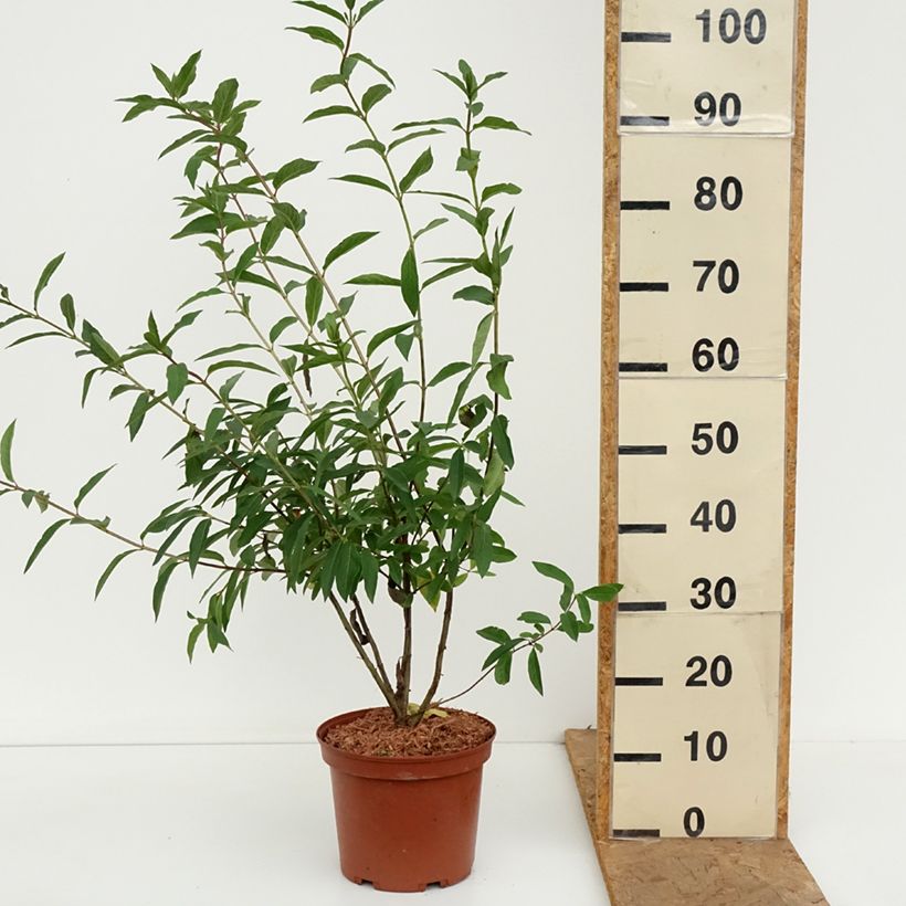 Esemplare di Lonicera involucrata var. ledebourii - Caprifoglio Vaso da 4L/5L come consegnato in autunno