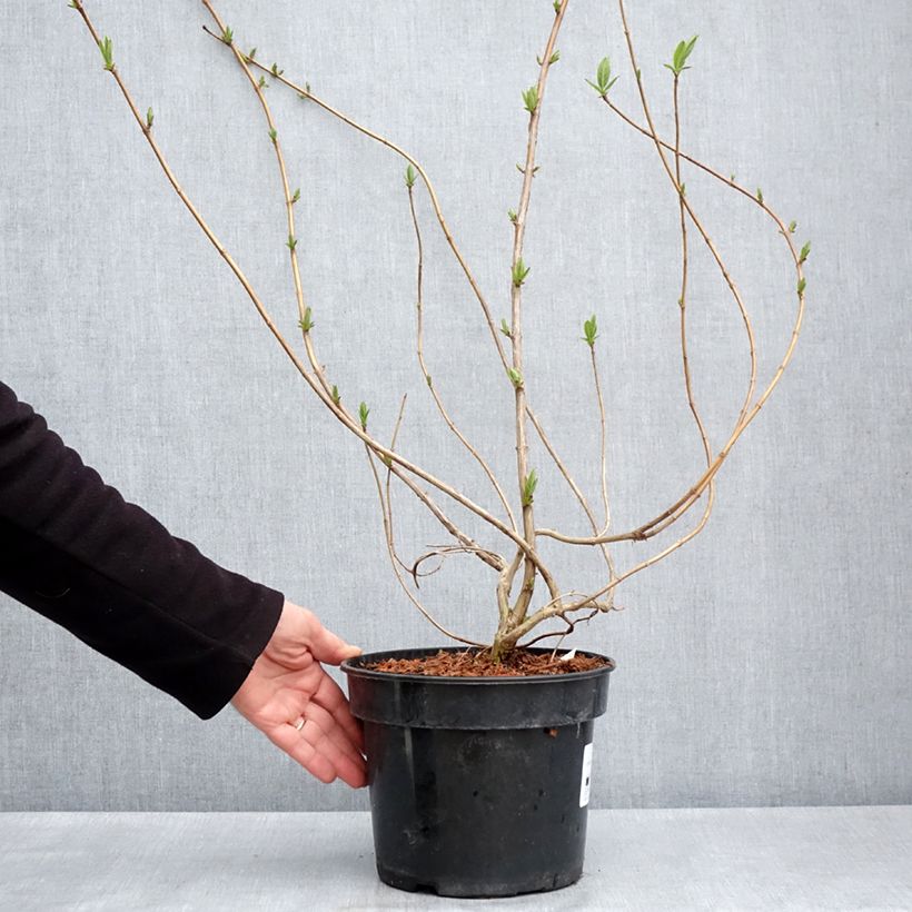 Lonicera involucrata var. ledebourii - Caprifoglio Vaso da 4L/5L esemplare consegnato in primavera