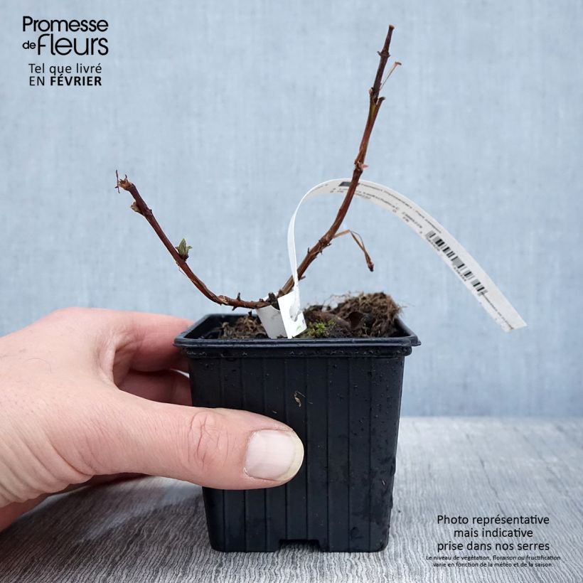 Mirtillo siberiano - Blue Velvet Vasetto da 8/9 cm esemplare consegnato in inverno