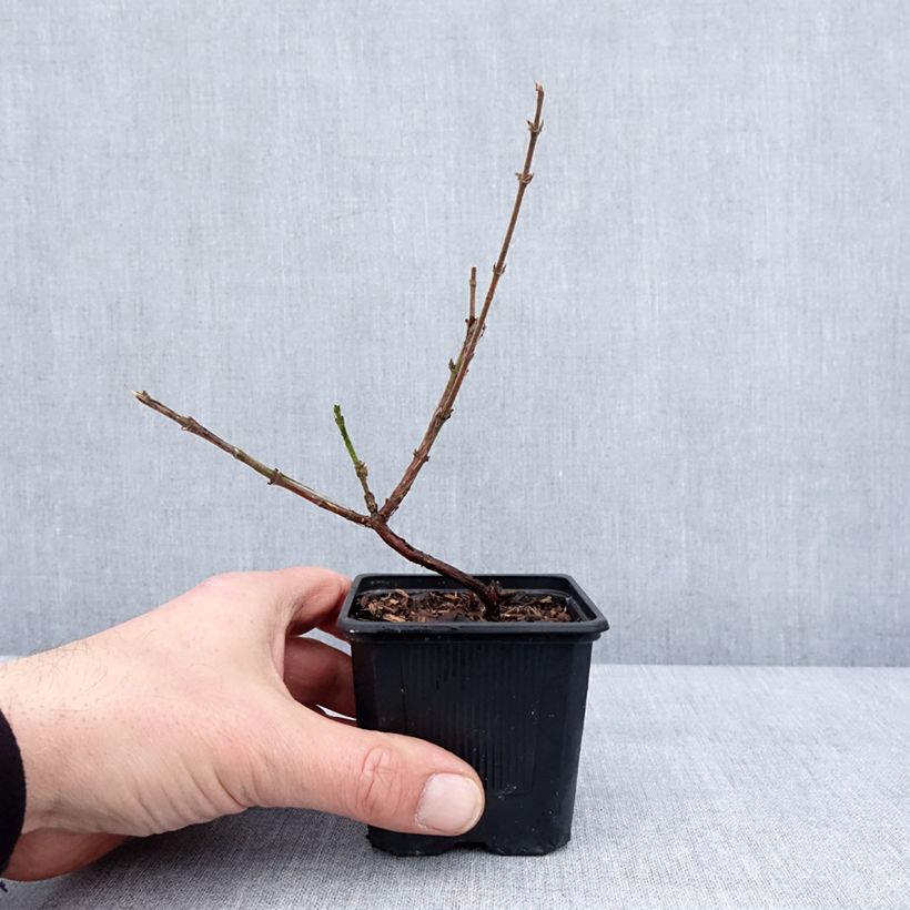 Mirtillo siberiano - Kiev Vasetto da 8/9 cm, A cespuglio esemplare consegnato in inverno