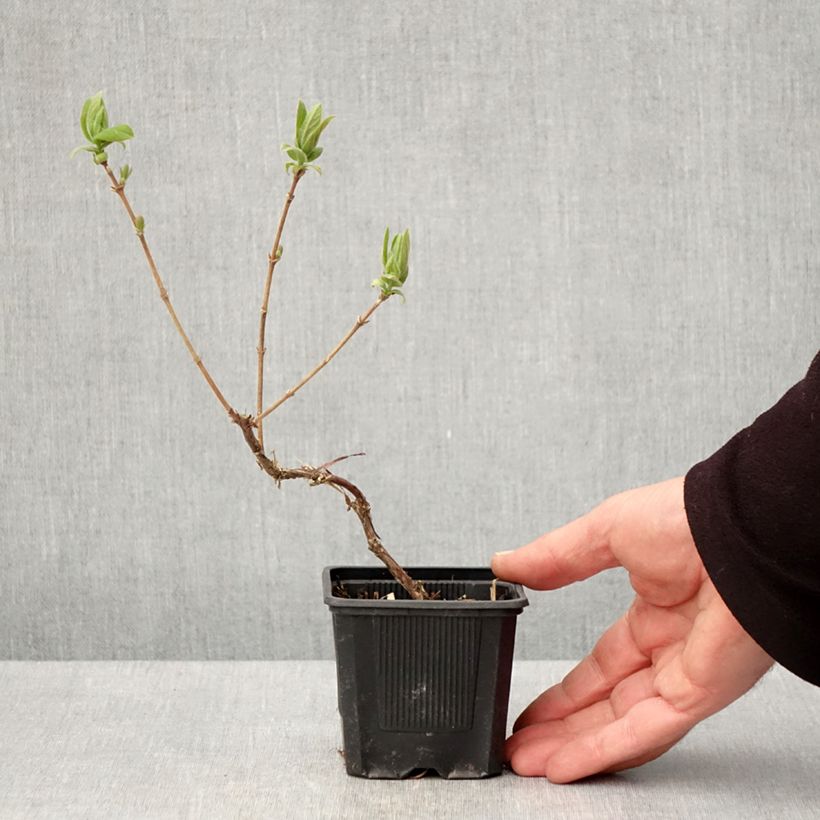 Mirtillo siberiano - Kiev Vasetto da 8/9 cm, A cespuglio esemplare consegnato in primavera