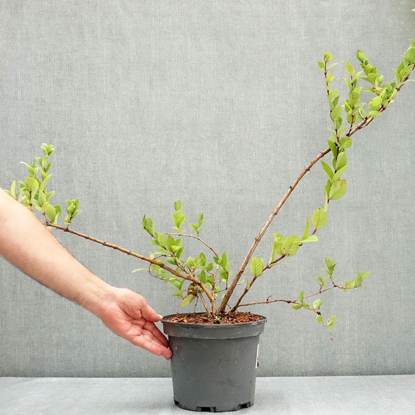 Esemplare di Lonicera maackii Vaso da 4L/5L consegnato in estate