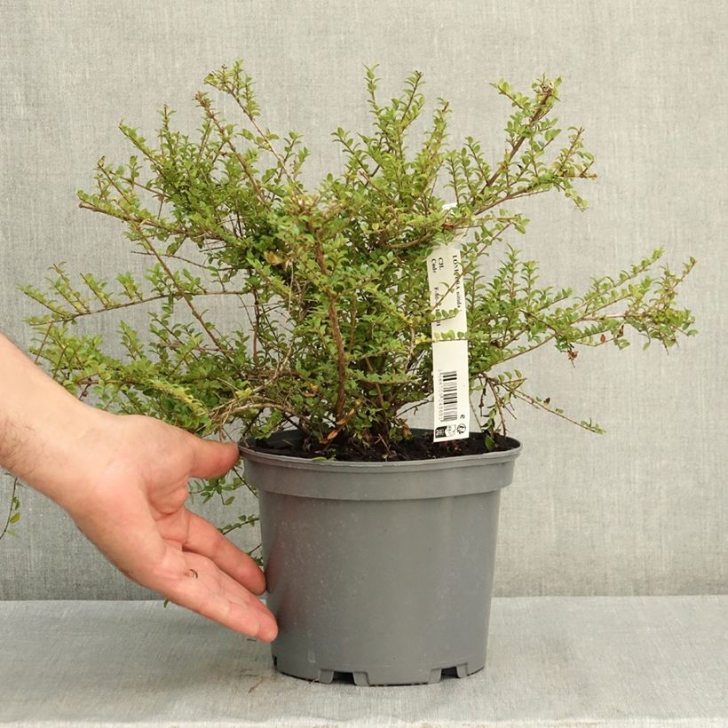 Esemplare di Lonicera nitida - Caprifoglio Vaso da 3L/4L consegnato in estate