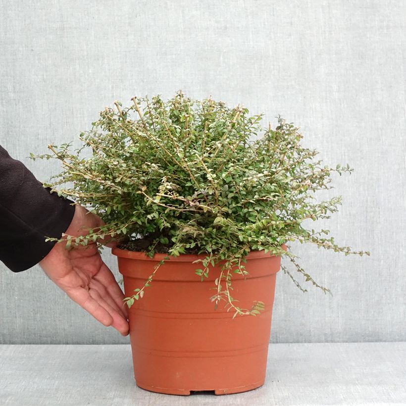 Lonicera nitida - Caprifoglio Vaso da 3L/4L esemplare consegnato in inverno